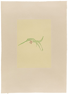 BlÃ¼te