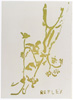 Quengelware No. 55