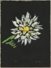 Schwarze Blumen